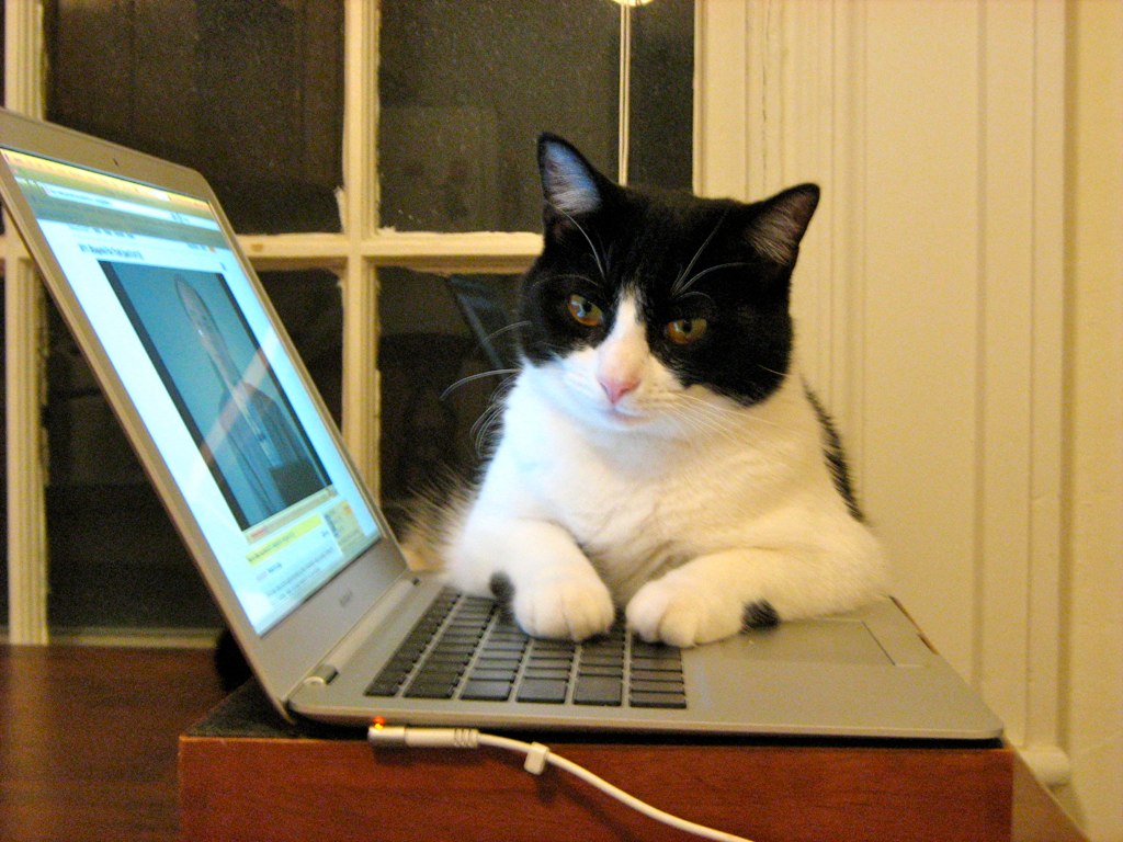 Cat on a Mac